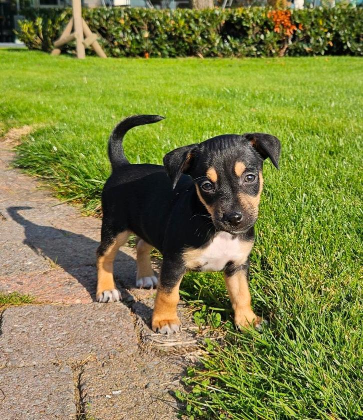 Jack russell kruising teefje zeer lief en sociaal., Dieren en Toebehoren, Honden | Jack Russells en Terriërs, Teef, Jack Russell Terriër