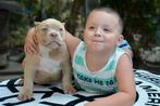 Micro Extreem American bully=>GrChEscobar Colorbomb Chester, Dieren en Toebehoren, Particulier, Rabiës (hondsdolheid), 15 weken tot 1 jaar