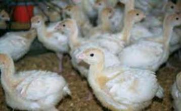Witte Breedborst Kalkoenen beschikbaar voor biedingen
