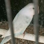 Prachtige jonge agapornis fisheri opaline pastelino turquois, Dieren en Toebehoren, Mannelijk, Dwergpapegaai of Agapornis, Geringd