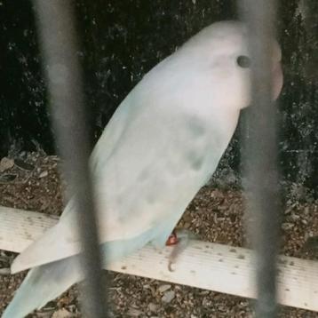 Prachtige jonge agapornis fisheri opaline pastelino turquois beschikbaar voor biedingen