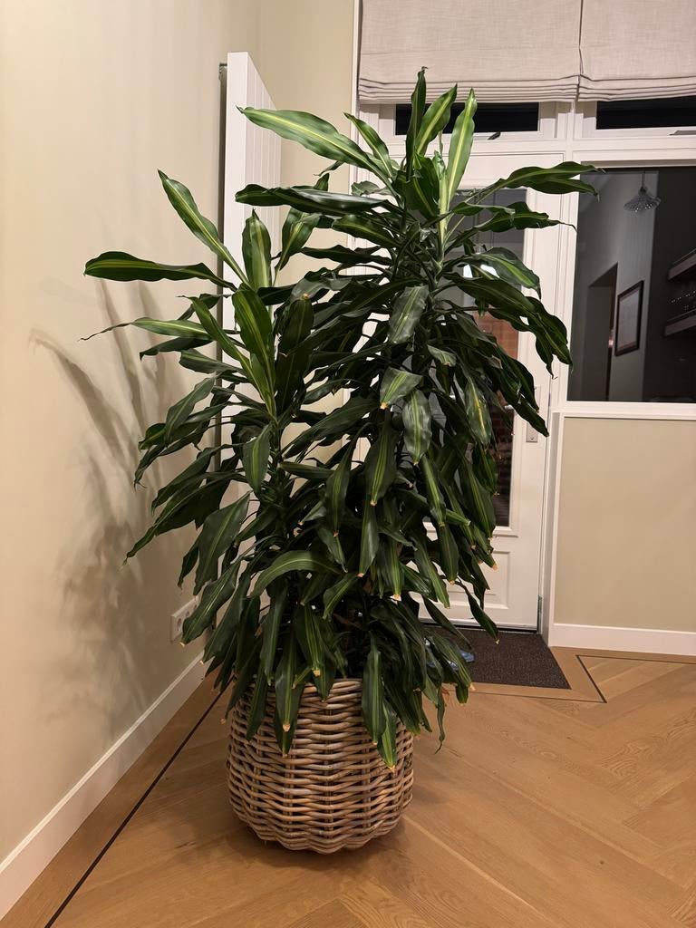 Grote kamerplant (160cm) met mand, Ophalen, Zo goed als nieuw, Binnen