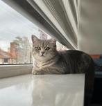 Britse Korthaar katten, Dieren en Toebehoren, Meerdere dieren, Gechipt, 0 tot 2 jaar