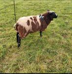 Zuivere bonte dekram, Dieren en Toebehoren, Mannelijk, Schaap, 0 tot 2 jaar