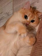 Britse luxe gesteriliseerd poes Black Golden shell-STAMBOOM!, Dieren en Toebehoren, Katten en Kittens | Raskatten | Korthaar, Kater