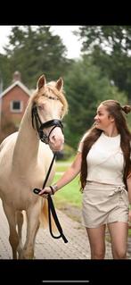 Fantastische perlino nrps D pony van cassanova dus bois, Dieren en Toebehoren, Pony's, Ruin, Dressuurpony, 3 tot 6 jaar