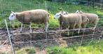 Ooi lammeren Tex/swift, Dieren en Toebehoren, Schapen, Geiten en Varkens, Vrouwelijk, Schaap
