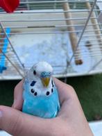 Mooi vogel, Dieren en Toebehoren, Vogels | Parkieten en Papegaaien, Parkiet