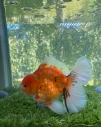1 x  HQ Oranda Rosetail Gold & Black Male15 CM, Goudvis(sen)