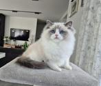 Ragdoll, Poes, Gechipt, 0 tot 2 jaar