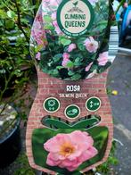 Rosa, Ophalen, Overige soorten, Minder dan 100 cm