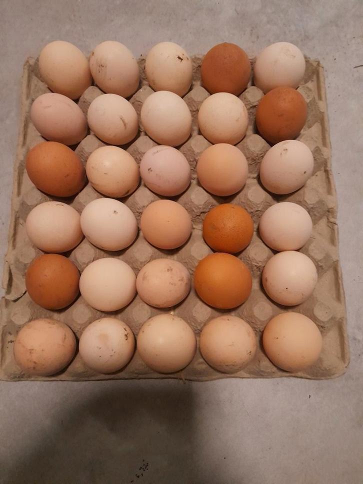 Broedeieren, Diversen, Levensmiddelen, Ophalen of Verzenden