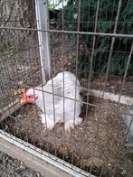Cochin kriel, Dieren en Toebehoren, Pluimvee, Mannelijk, Kip
