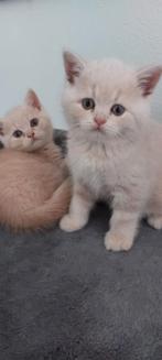 Brits korthaar kitten, Dieren en Toebehoren, Katten en Kittens | Overige Katten