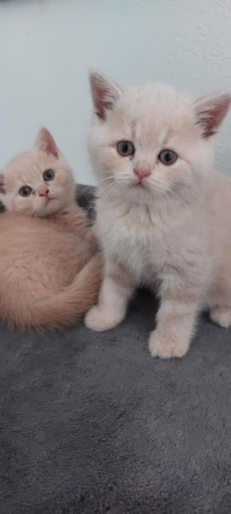 Brits korthaar kitten, Dieren en Toebehoren, Katten en Kittens | Overige Katten