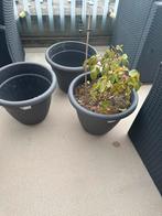 Bloempotten, Minder dan 30 cm, Minder dan 60 cm, Rond, Ophalen of Verzenden