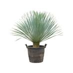 Yucca Rostrata - Palmlelie g93576