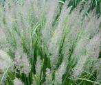 Calamagrostis brachytricha- vaste plant grassen, Zomer, Overige soorten, Ophalen, Volle zon