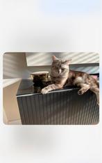 Lieve, zachte en gezonde kat zoekt een liefdevol huisje, Dieren en Toebehoren, Katten en Kittens | Overige Katten, Kater, 3 tot 5 jaar