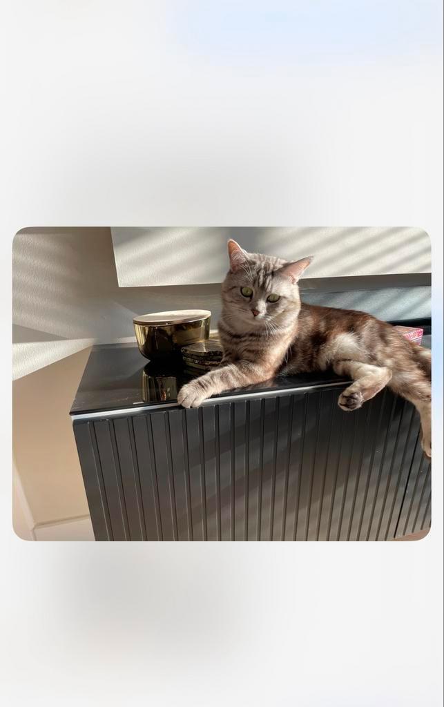 Lieve, zachte en gezonde kat zoekt een liefdevol huisje, Dieren en Toebehoren, Katten en Kittens | Overige Katten, Kater, 3 tot 5 jaar