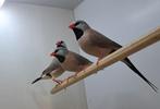 Mooie spitsstaartamadine's, Dieren en Toebehoren, Vogels | Overige Vogels, Geslacht onbekend, Tropenvogel