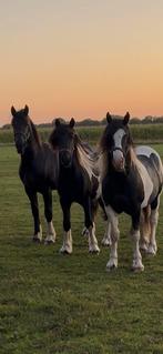 Barock Pinto Hengst  2 jaar, Dieren en Toebehoren, E pony (1.48m - 1.57m), 0 tot 2 jaar, Hengst, Gechipt