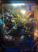 Terrarium 100/100/45 met 3 tincs en rouwgekko's