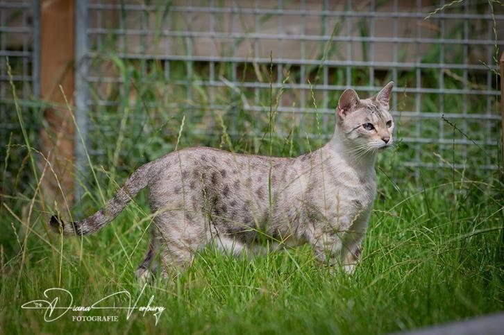 Prachtige snow Savannah f7 poes gestereliseerd, Dieren en Toebehoren, Katten en Kittens | Raskatten | Korthaar, Poes, 6 jaar of ouder