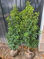 Portugese laurier haagplanten 125-150 cm, Ophalen of Verzenden, Laurier, Haag, 100 tot 250 cm