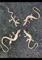 4 Stuks geel koperen salamander, hagedis, gekko van messing., Antiek en Kunst, Ophalen of Verzenden