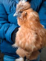 Zijdehoen, Dieren en Toebehoren, Pluimvee, Vrouwelijk, Kip