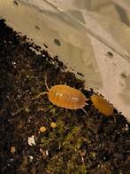 Porcellio laevis "Powder Orange" pissebedden, Dieren en Toebehoren, Insecten en Spinnen, Overige soorten