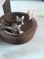 Twee mooie kittens zoeken nieuwe baasjes, Dieren en Toebehoren, Katten en Kittens | Overige Katten, Meerdere dieren