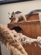 Doralis  jonge mannetje  eekhoorn, Dieren en Toebehoren, Mannelijk