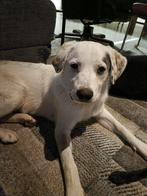 Scooby Doo ter adoptie, Dieren en Toebehoren, Honden | Niet-rashonden, Particulier, Rabiës (hondsdolheid), 15 weken tot 1 jaar