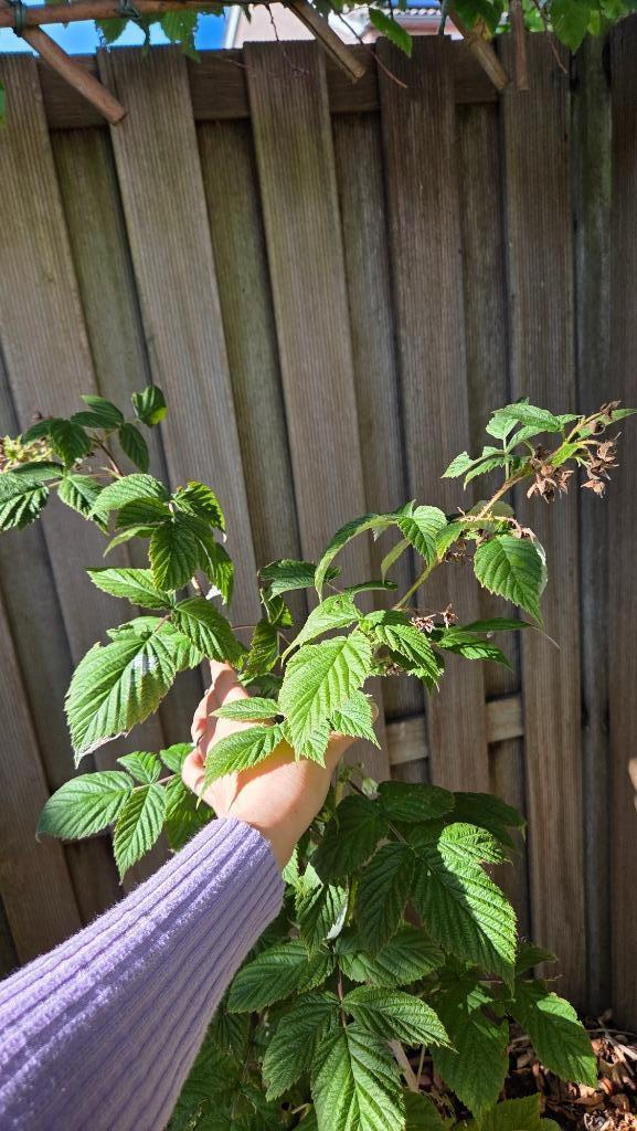 Rode Frambozen planten ‘Heritage’, 3 planten, Tuin en Terras, Planten | Tuinplanten, Eenjarig, Fruitplanten, Volle zon, Zomer