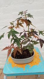 Bonsai Acer Atropurpureum, Bloeit niet, Halfschaduw, Overige soorten, Minder dan 100 cm