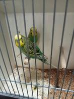 Diverse melanstic grasparkieten, Dieren en Toebehoren, Meerdere dieren, Parkiet