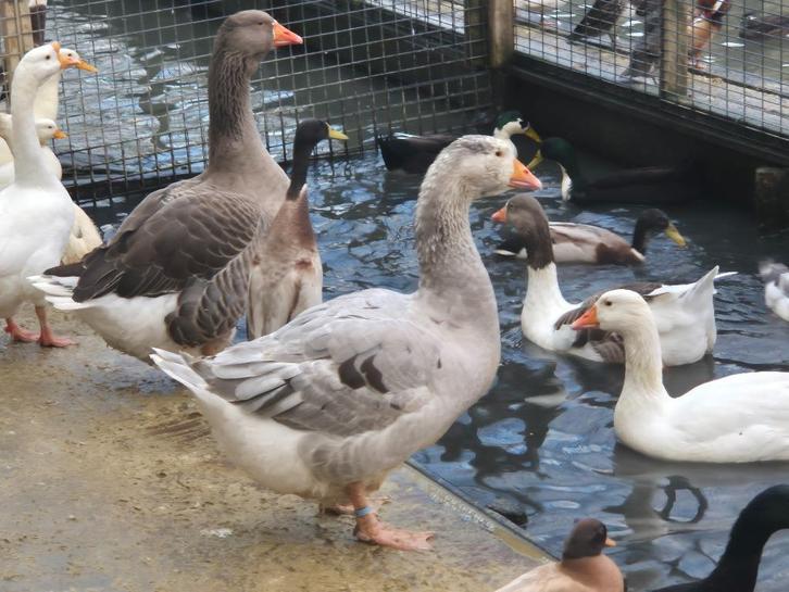 Bonte Grijze Ganzen | Deskundig advies, Dieren en Toebehoren, Pluimvee, Gans of Zwaan, Meerdere dieren