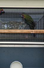 Jonge pennant rosella's, Dieren en Toebehoren, Vogels | Parkieten en Papegaaien, Geslacht onbekend, Parkiet, Geringd
