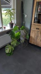 Grote hoge bloempot beton met plant, Ophalen, Overige soorten, Minder dan 100 cm