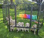 Prachtige medium labradoodle pups, Dieren en Toebehoren, Honden | Retrievers, Spaniëls en Waterhonden, Rabiës (hondsdolheid), Overige rassen