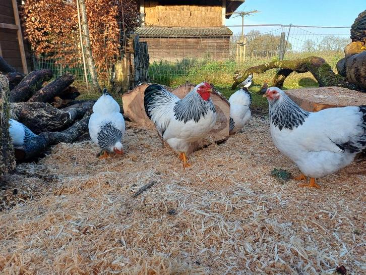 Broedeieren Wyandotte Columbia kriel, Dieren en Toebehoren, Pluimvee, Kip, Geslacht onbekend