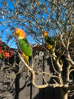 Cijk, Dieren en Toebehoren, Vogels | Parkieten en Papegaaien, Meerdere dieren, Parkiet, Tam