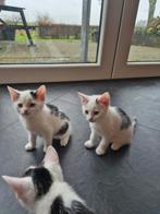 Prachtig bijzonder getekende kittens. Wit zwart cypers, Dieren en Toebehoren, Katten en Kittens | Overige Katten, Meerdere dieren