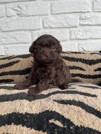 Boompoo pups, boomer x toy poedel, Dieren en Toebehoren, Honden | Chihuahua's en Gezelschapshonden, Nederland, Overige rassen