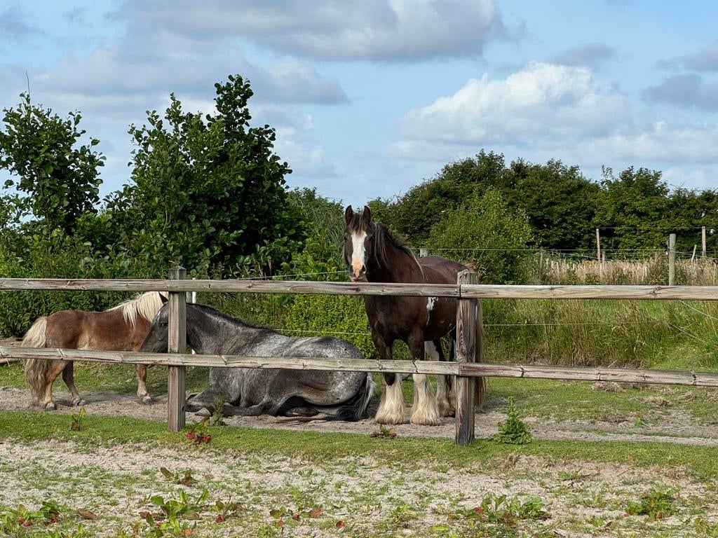 24/7 weidegang met schuilstal Callantsoog, Dieren en Toebehoren, Stalling en Weidegang, Weidegang