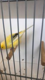 Te koop; Man Waterslager Zangvogel met Kooi, Dieren en Toebehoren, Vogels | Kanaries, Zangkanarie