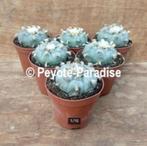 Peyote minstens 12 jaar oud - Lophophora williamsii, Huis en Inrichting, Kamerplanten, Verzenden, Minder dan 100 cm, Bloeiende kamerplant