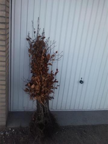 rode en groene beuken ( fagus ) beschikbaar voor biedingen